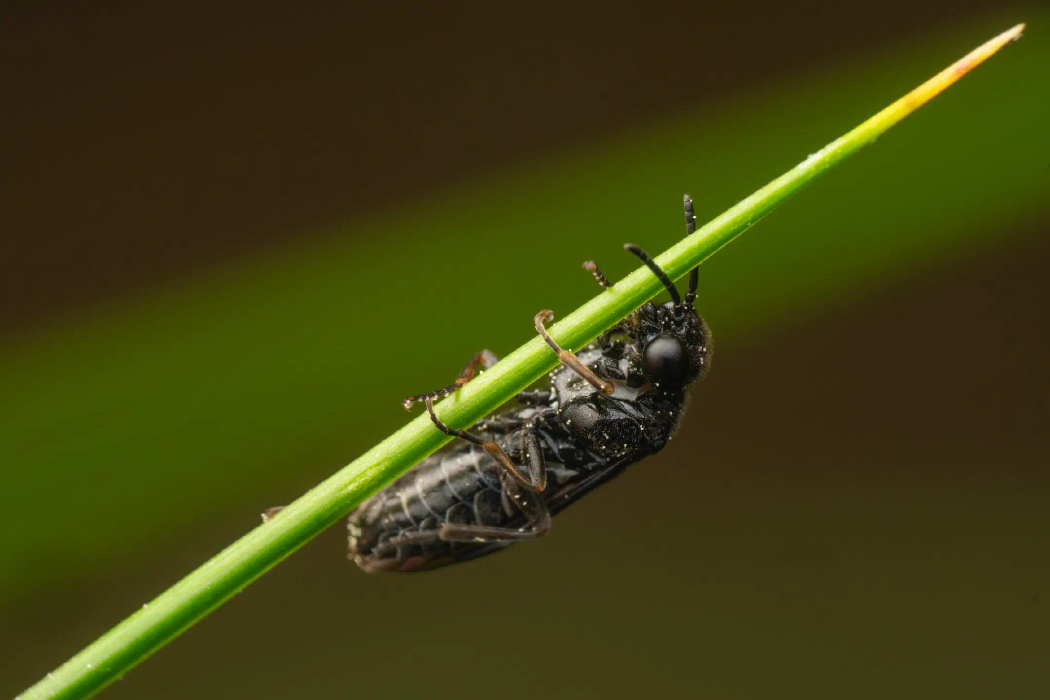 Cherry Slug Sawfly | Cherry Slug Sawfly