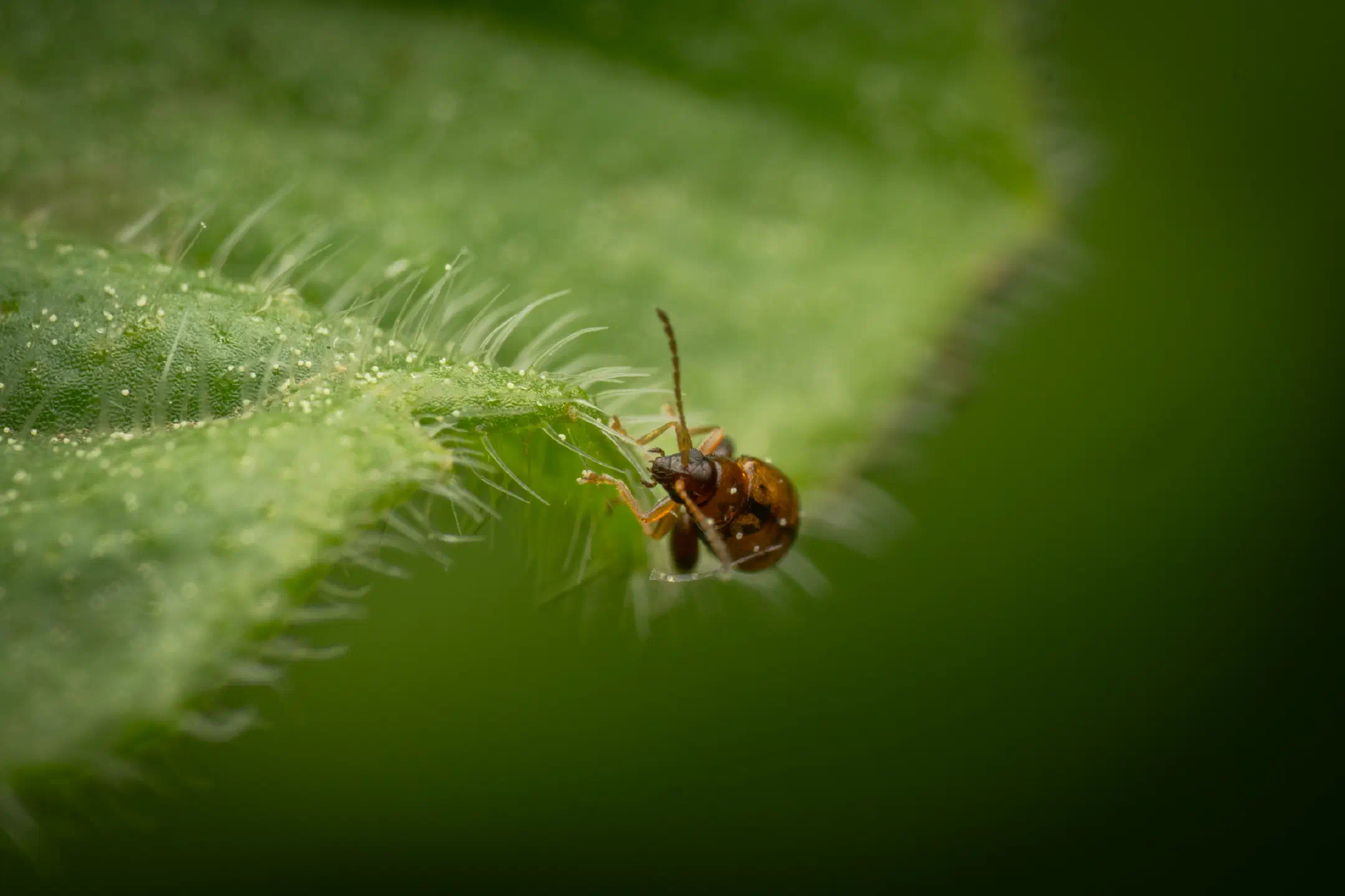 Flea Beetles | Flea Beetles