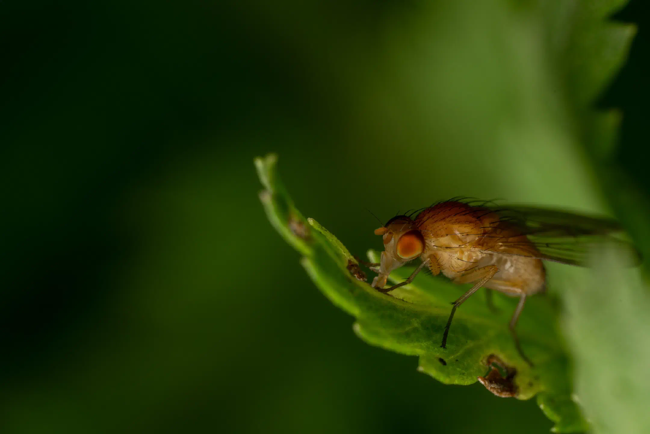 Phaonia pallida | Phaonia pallida