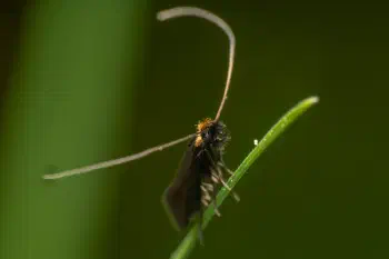 Meadow Longhorn