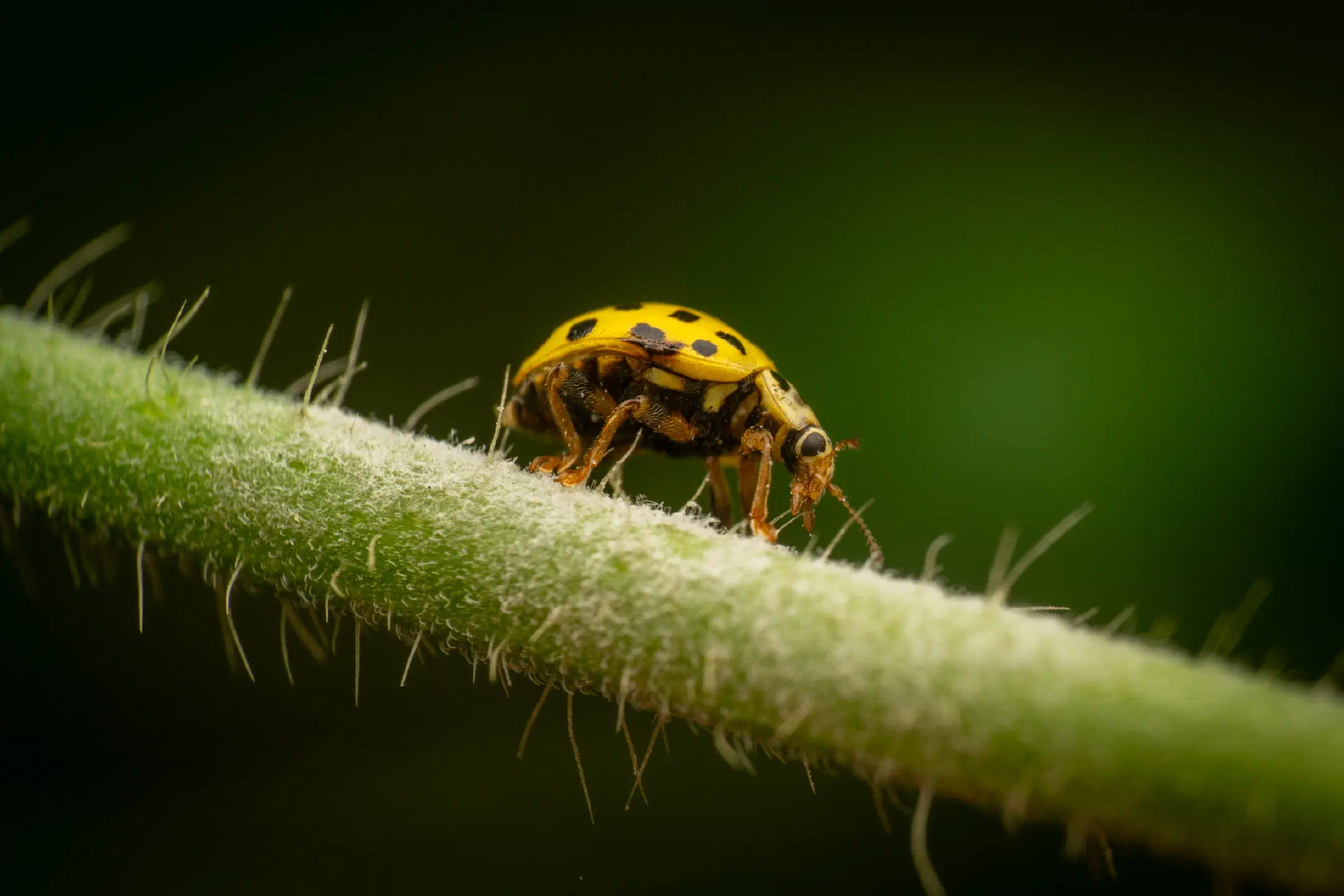 22-spot Ladybird | 22-spot Ladybird