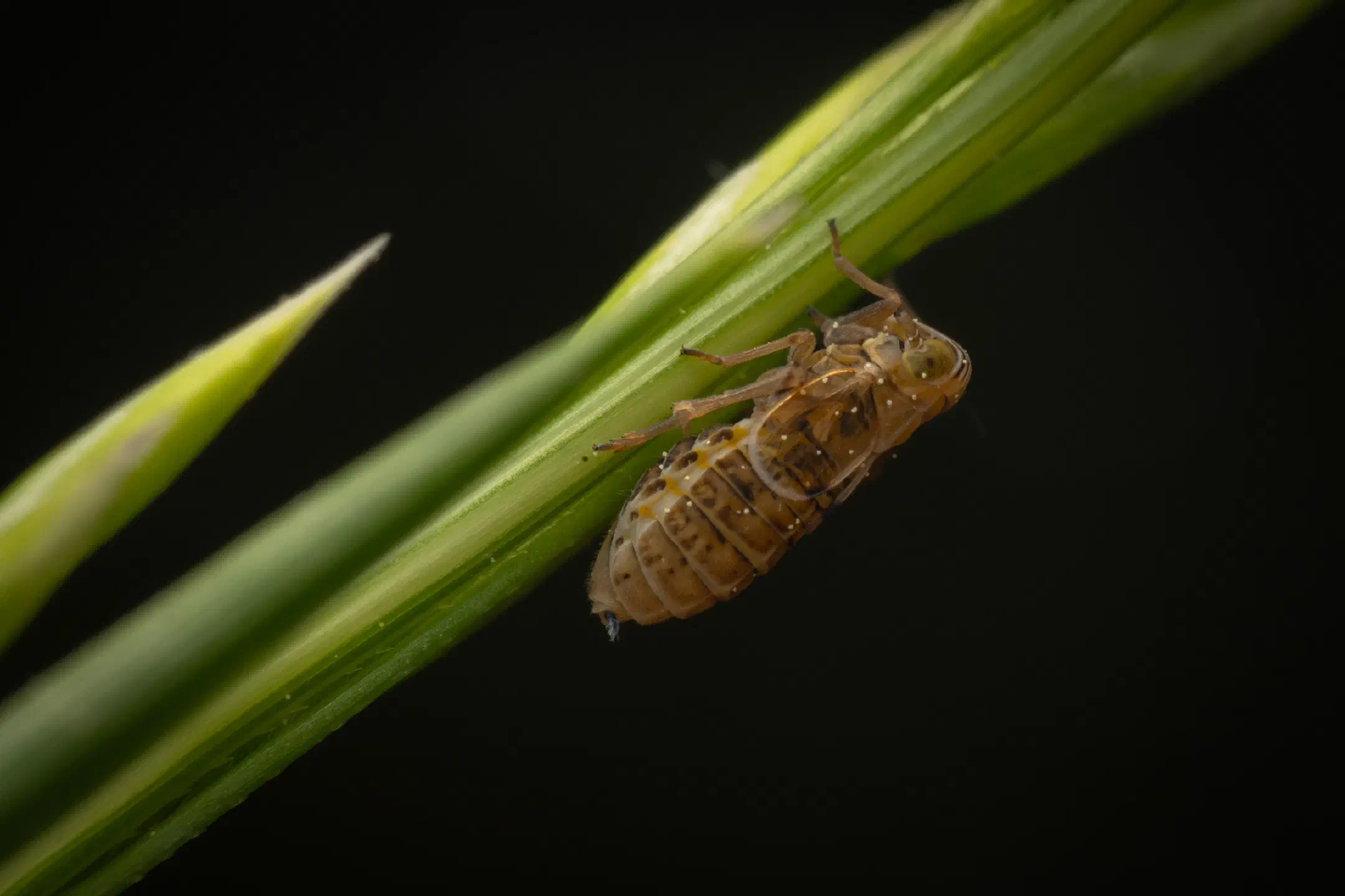 Dicranotropis hamata | Dicranotropis hamata