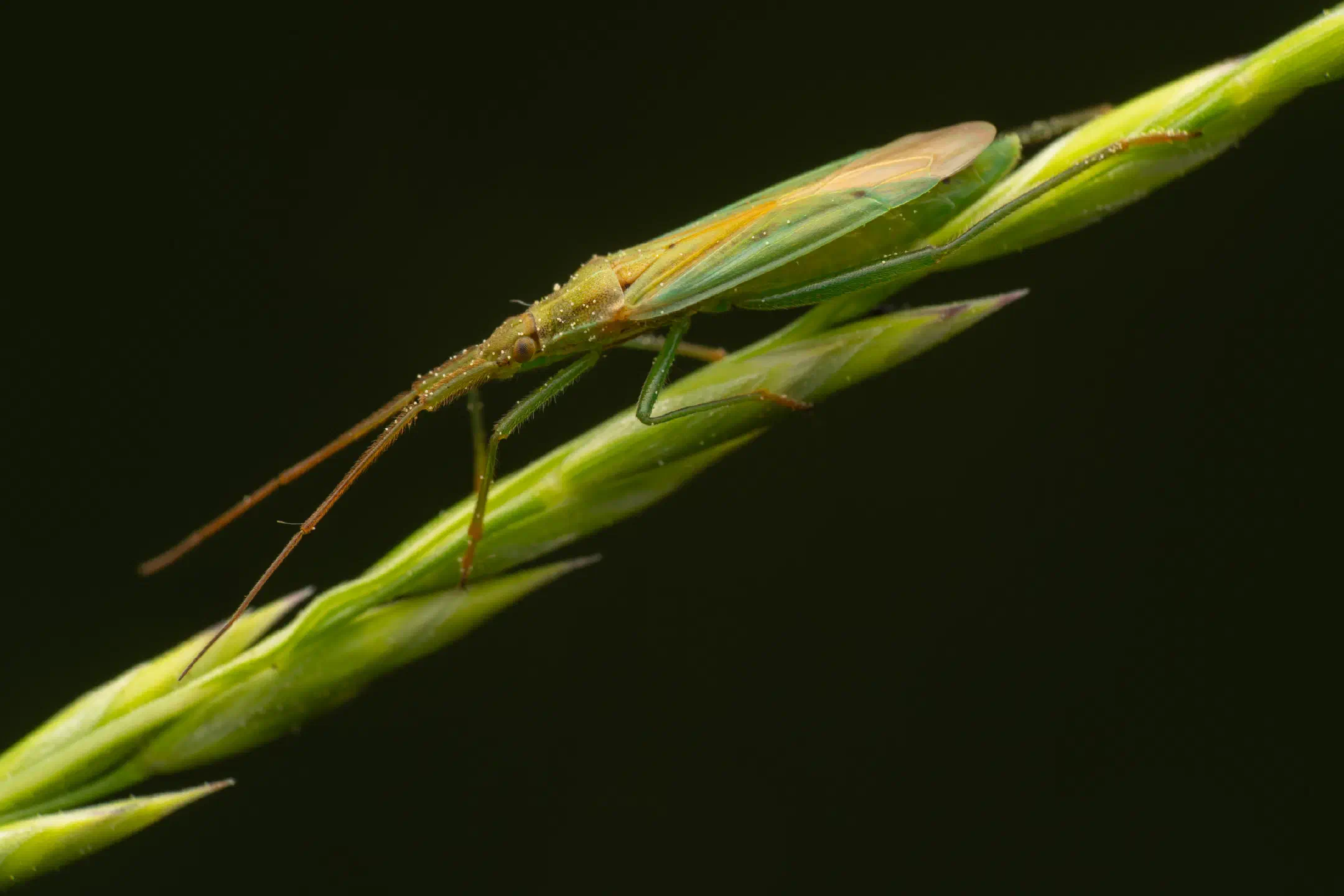 Megaloceroea recticornis | Megaloceroea recticornis