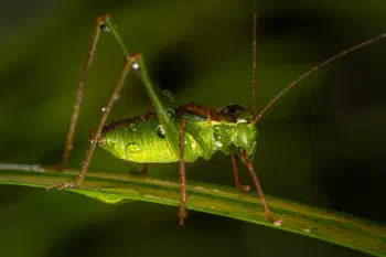 Speckled Bush-cricket