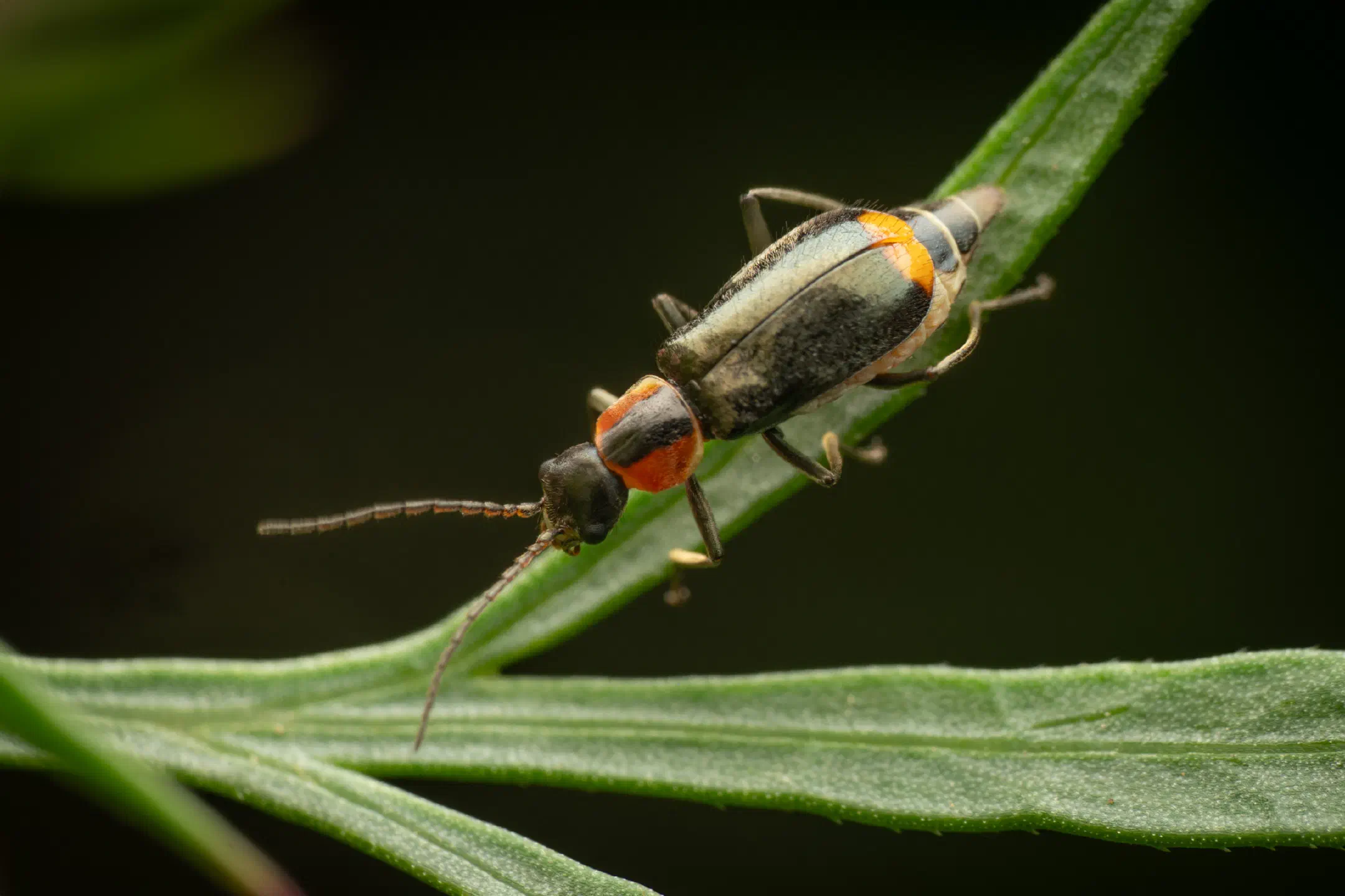 Axinotarsus pulicarius | Axinotarsus pulicarius