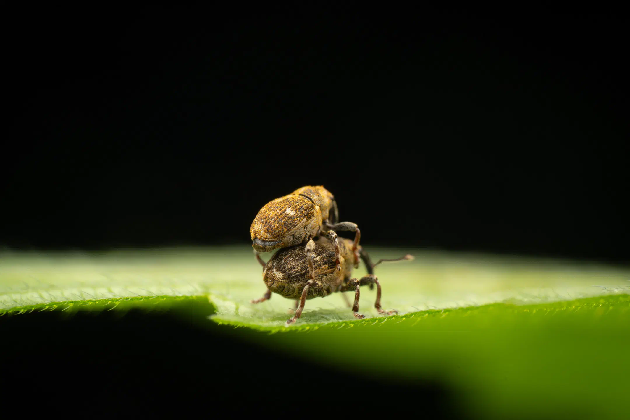 Small Nettle Weevil | Small Nettle Weevil