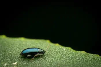 Phyllotreta nigripes