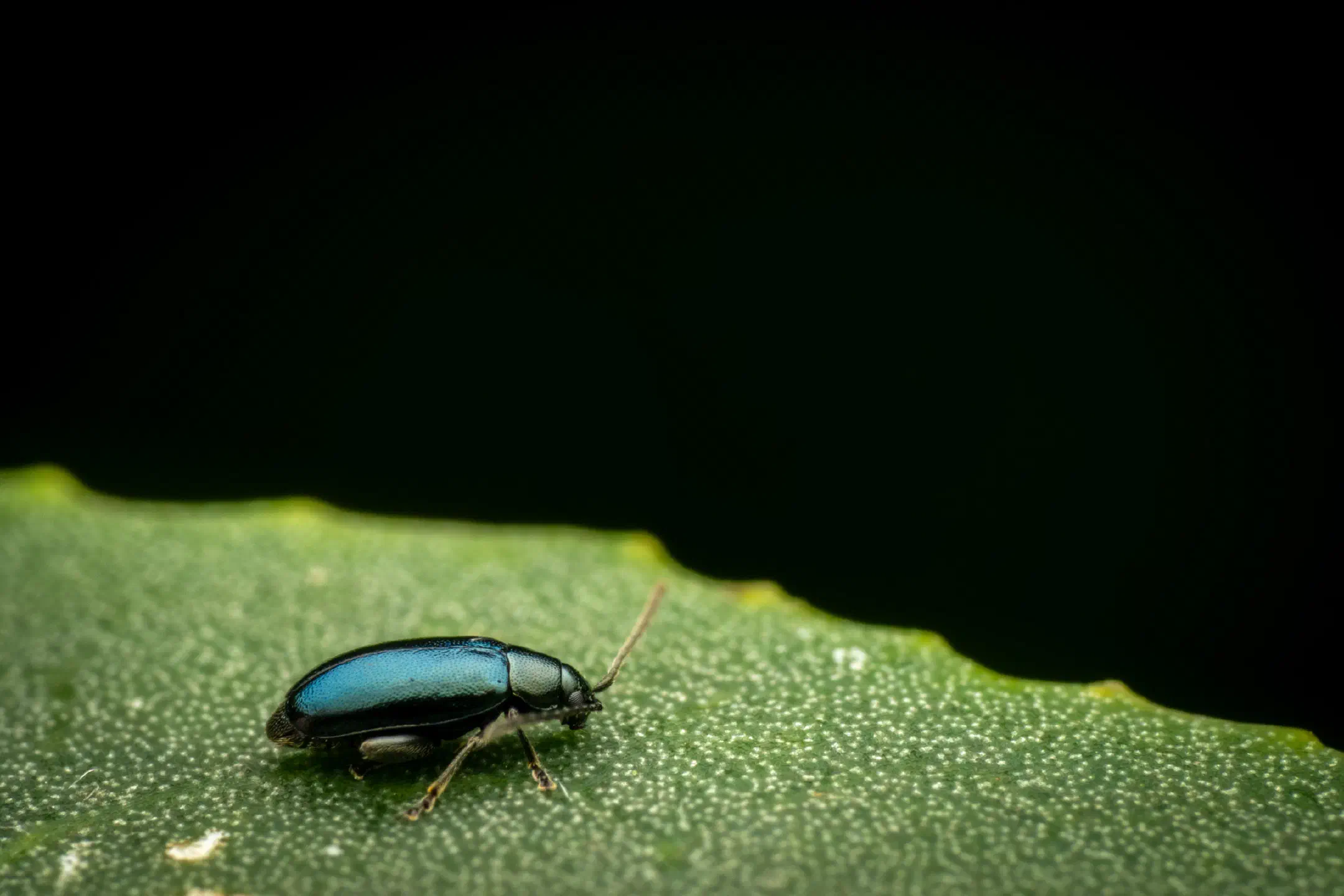 Phyllotreta nigripes | Phyllotreta nigripes