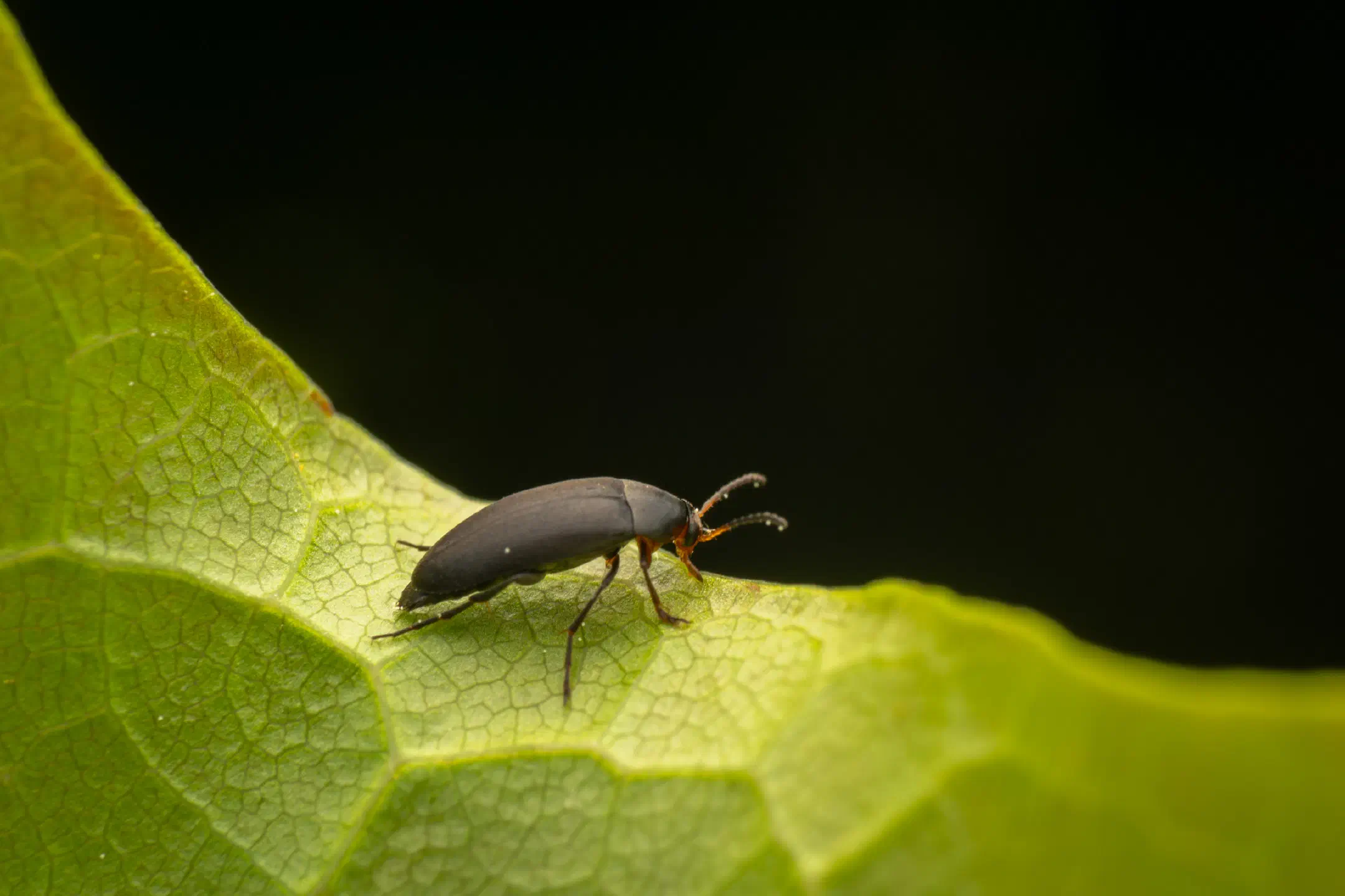 Anaspis frontalis | Anaspis frontalis