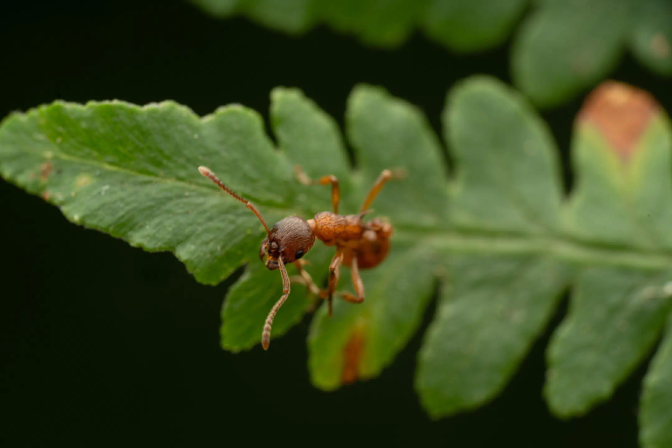 European fire ant | European fire ant