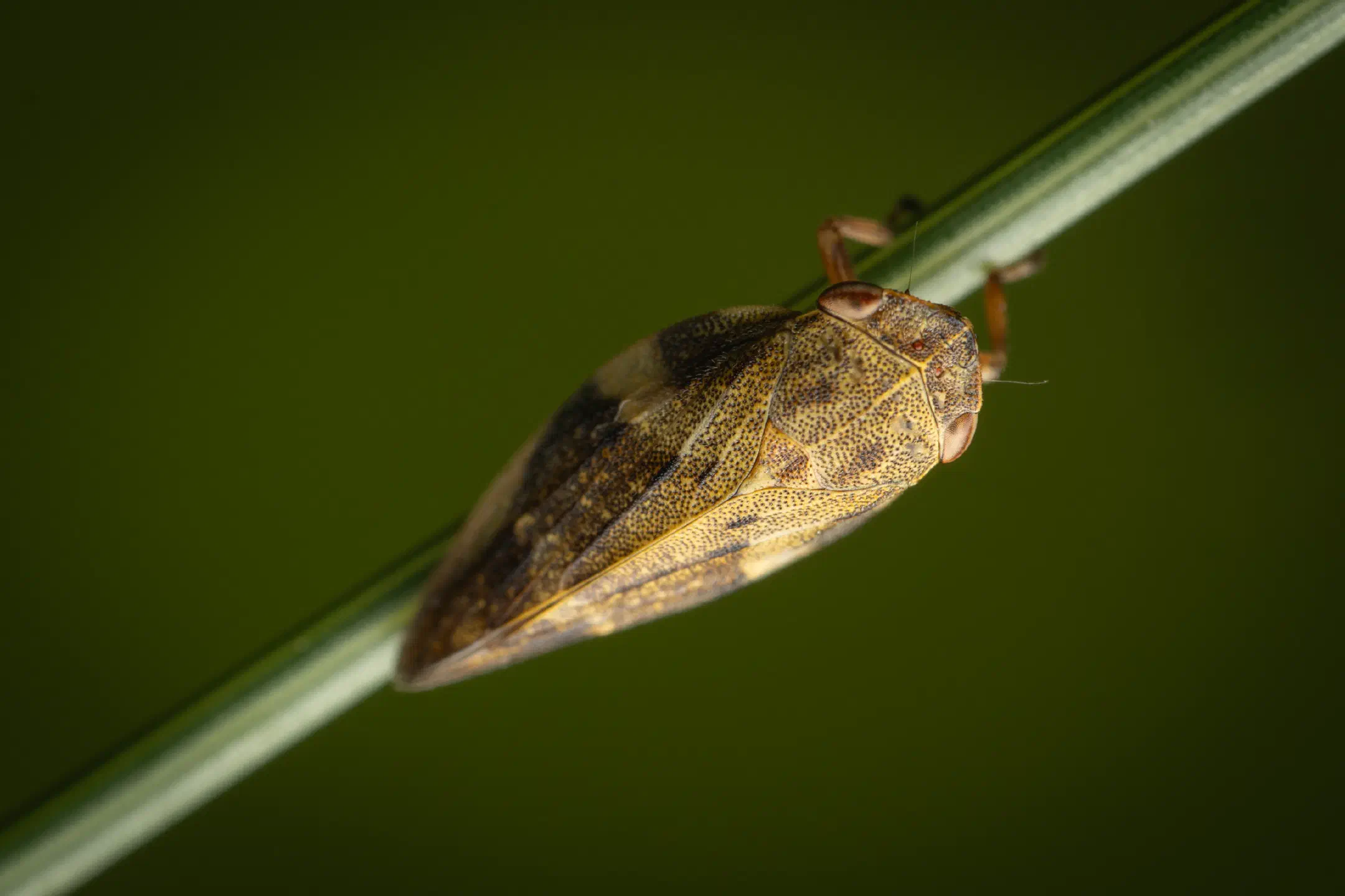 Alder Spittlebug | Alder Spittlebug