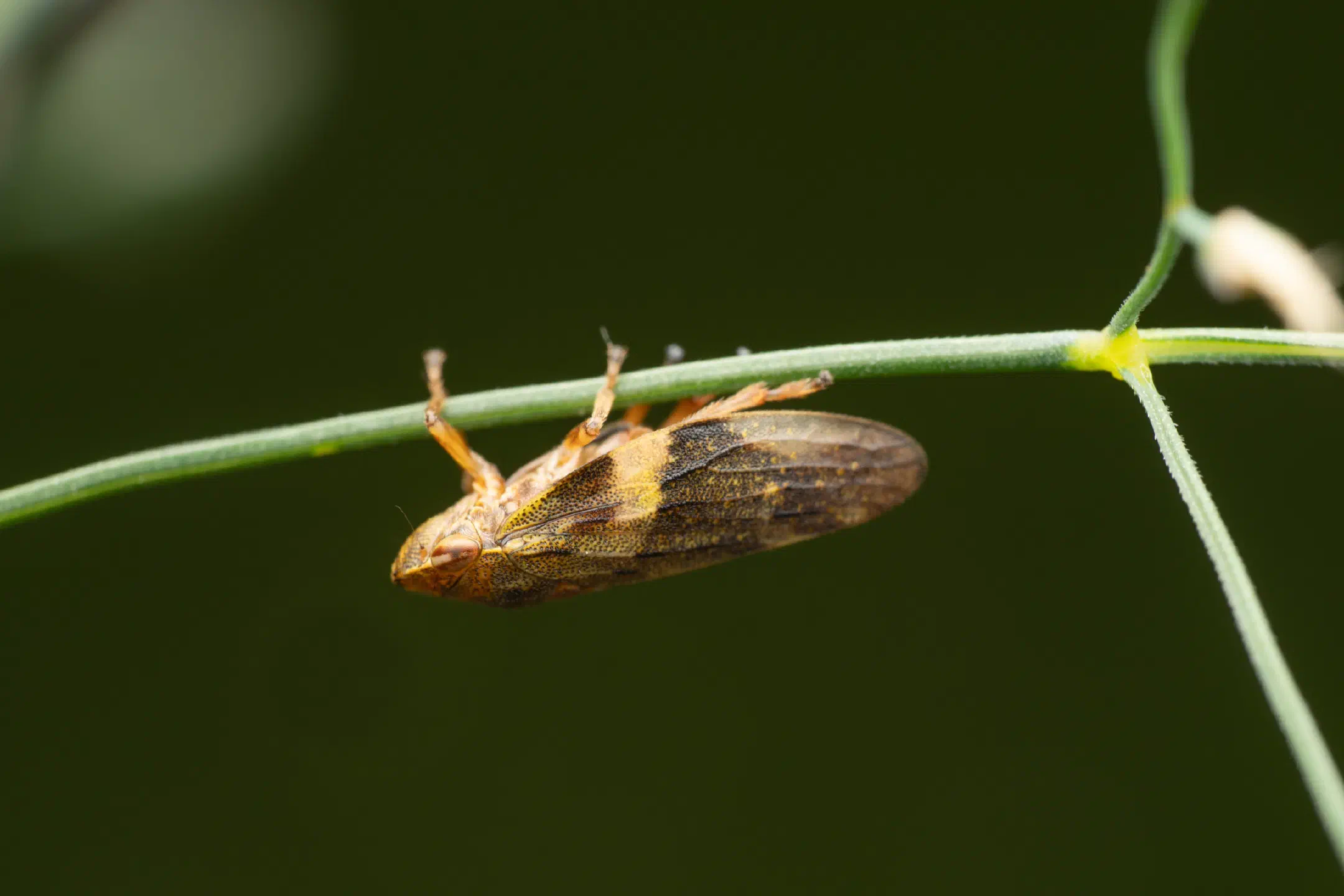 Alder Spittlebug | Alder Spittlebug