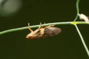 Alder Spittlebug