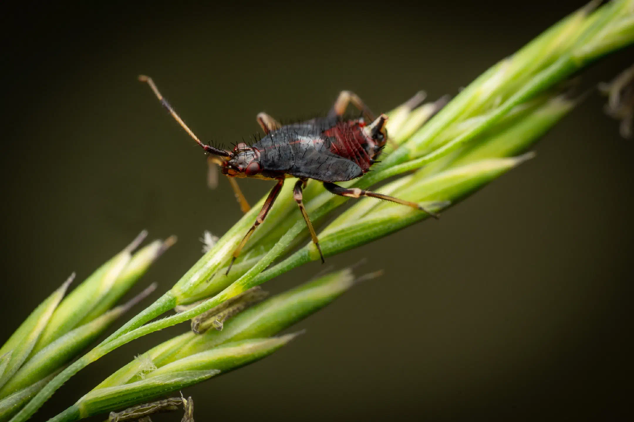 Red-spotted Plant Bug | Red-spotted Plant Bug