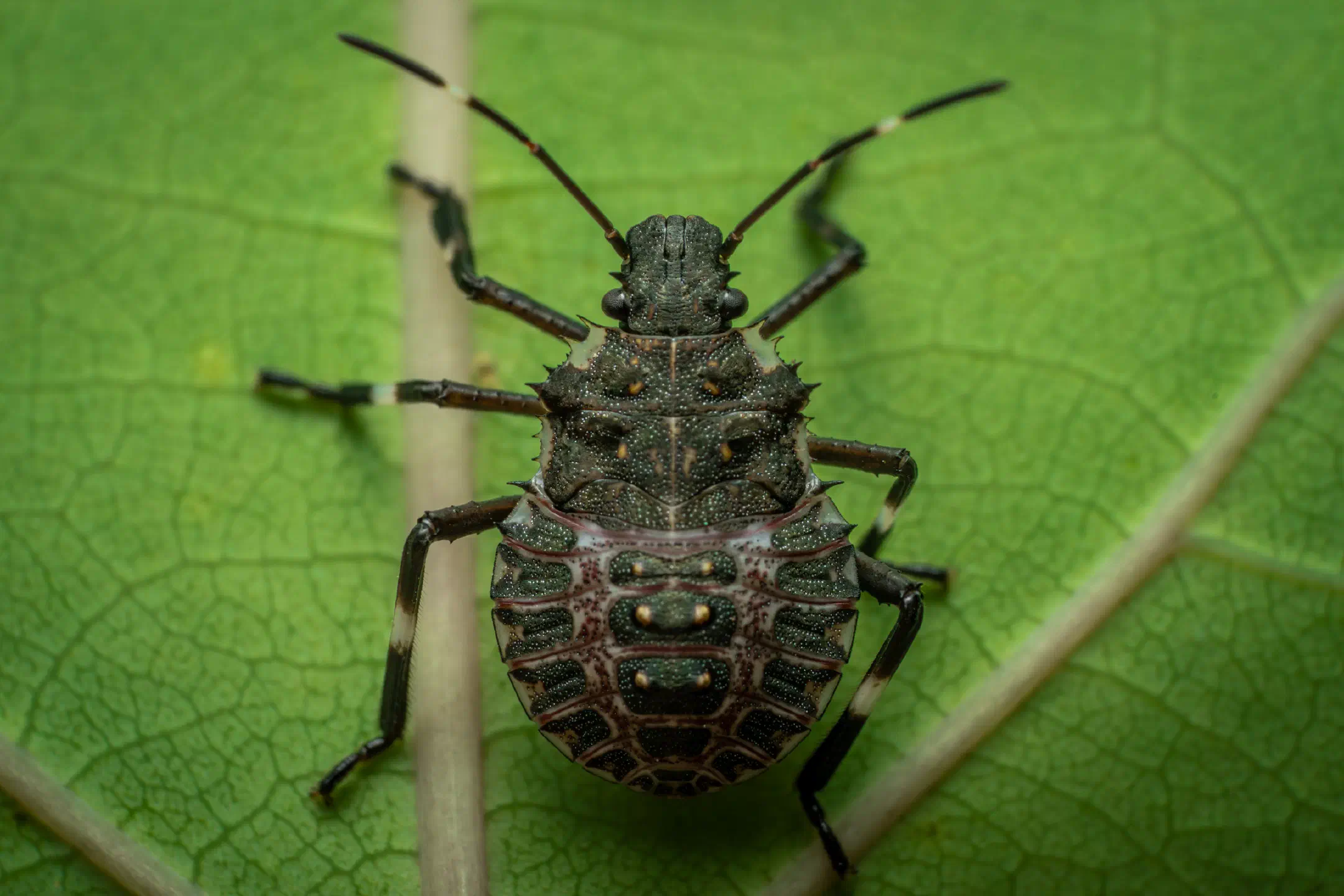 Forest Bug | Forest Bug
