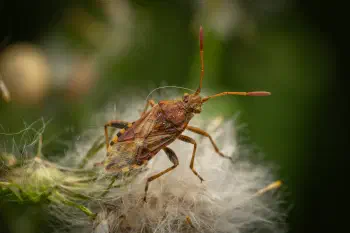 knapweed rhopalid