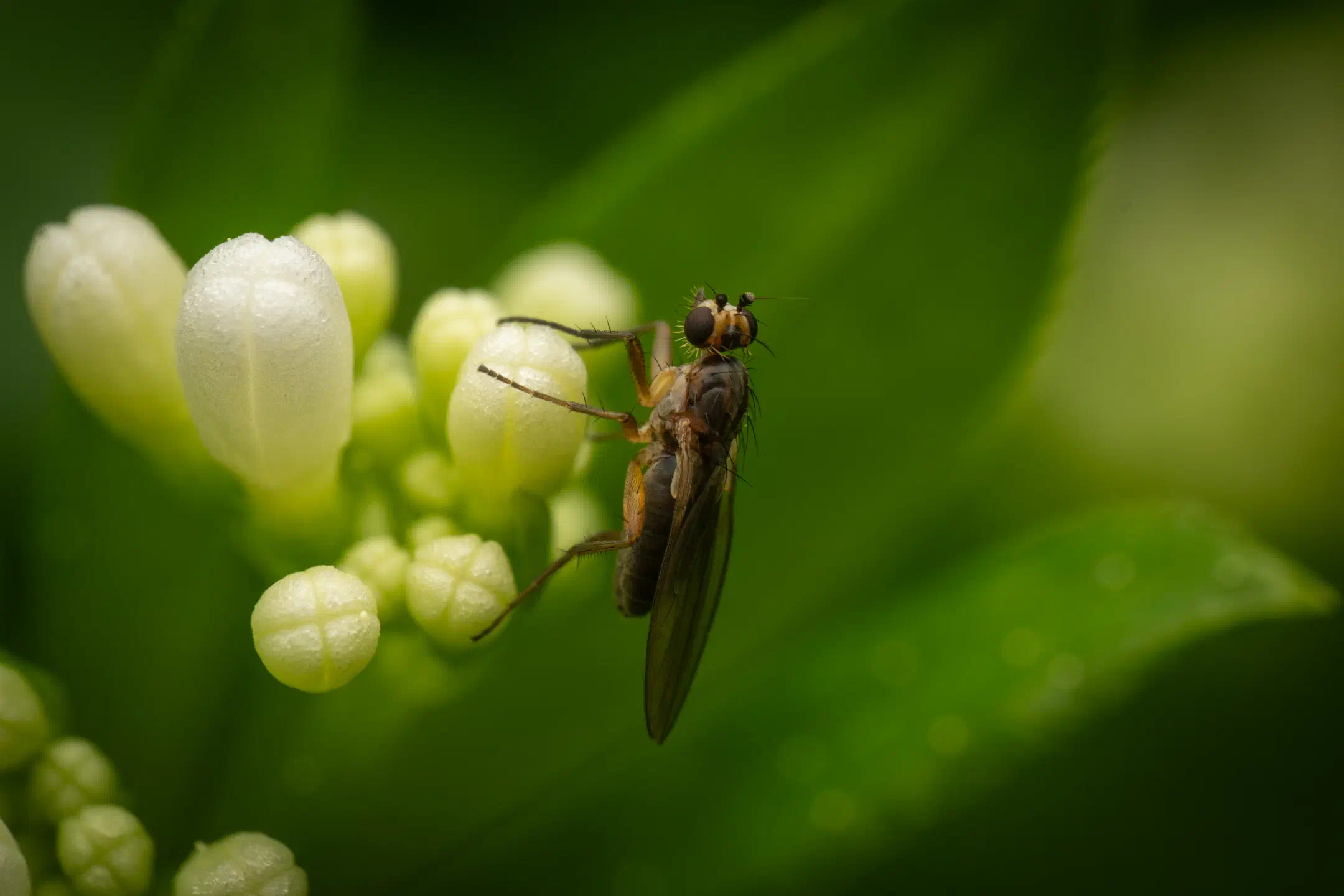 Lonchoptera | Lonchoptera