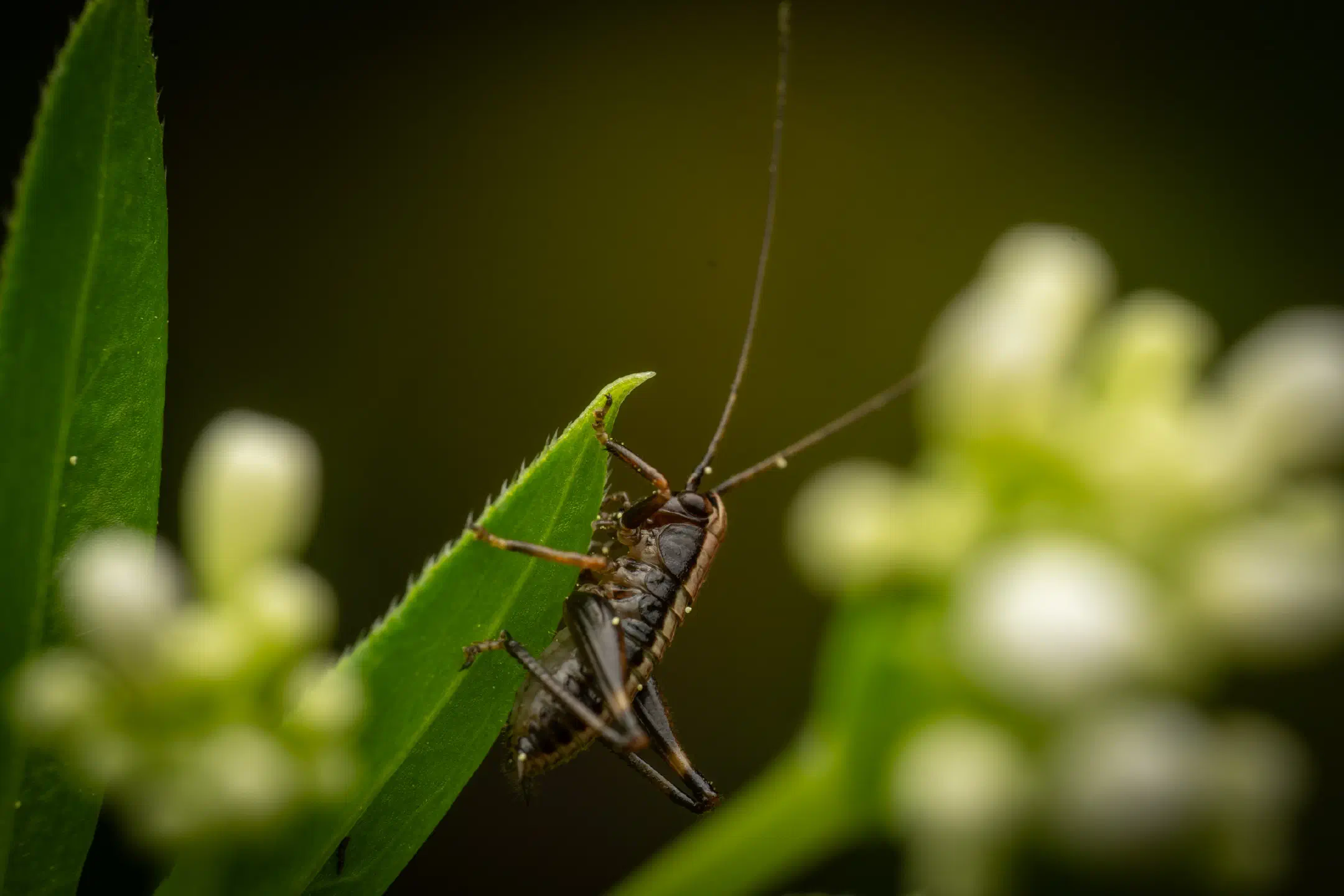 Dark Bush-cricket | Dark Bush-cricket