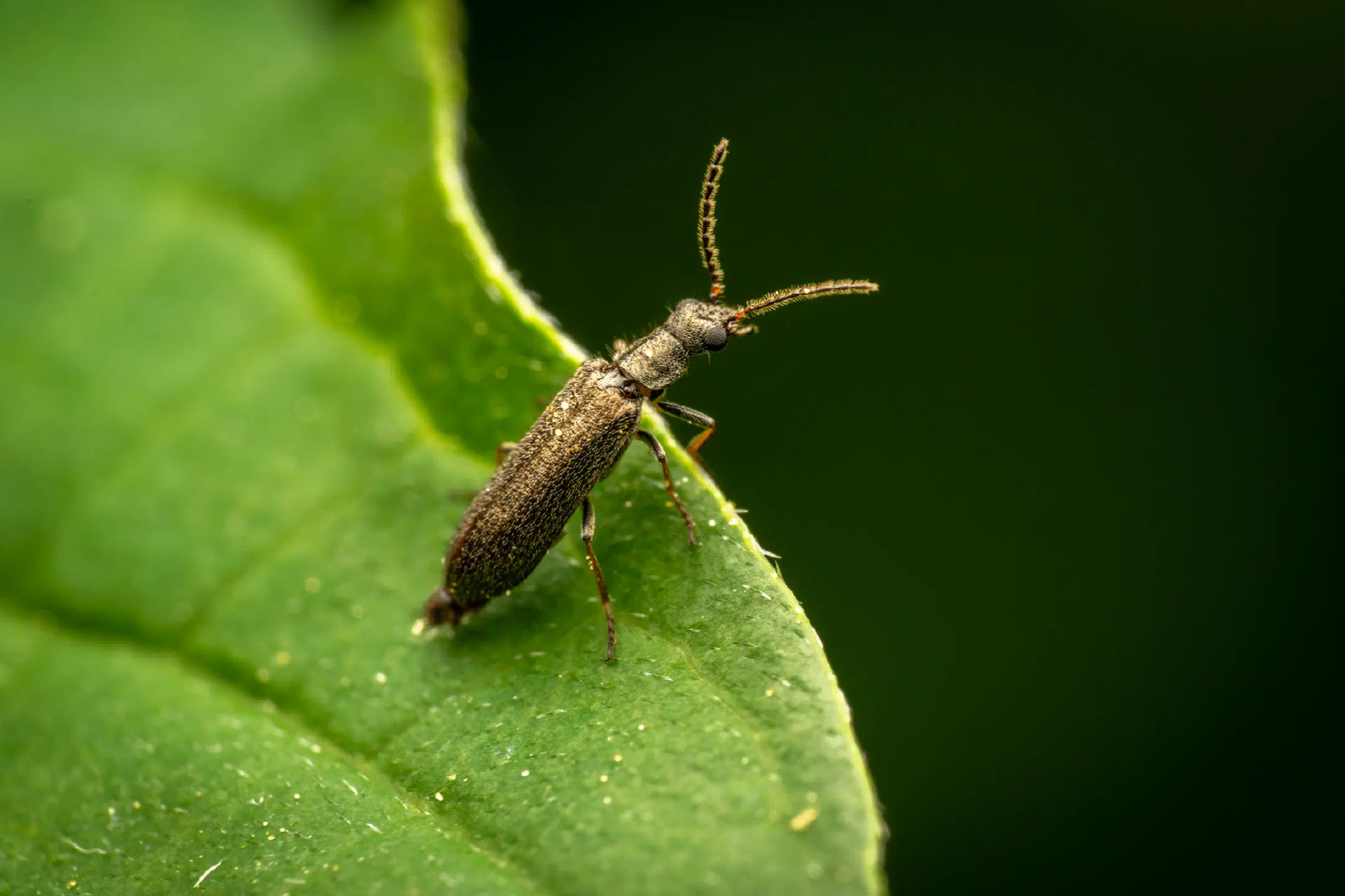 Dasytes plumbeus | Dasytes plumbeus