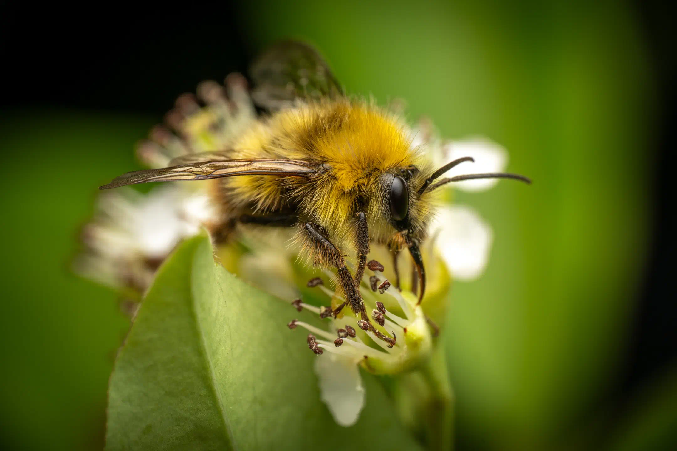 Early Bumble Bee | Early Bumble Bee