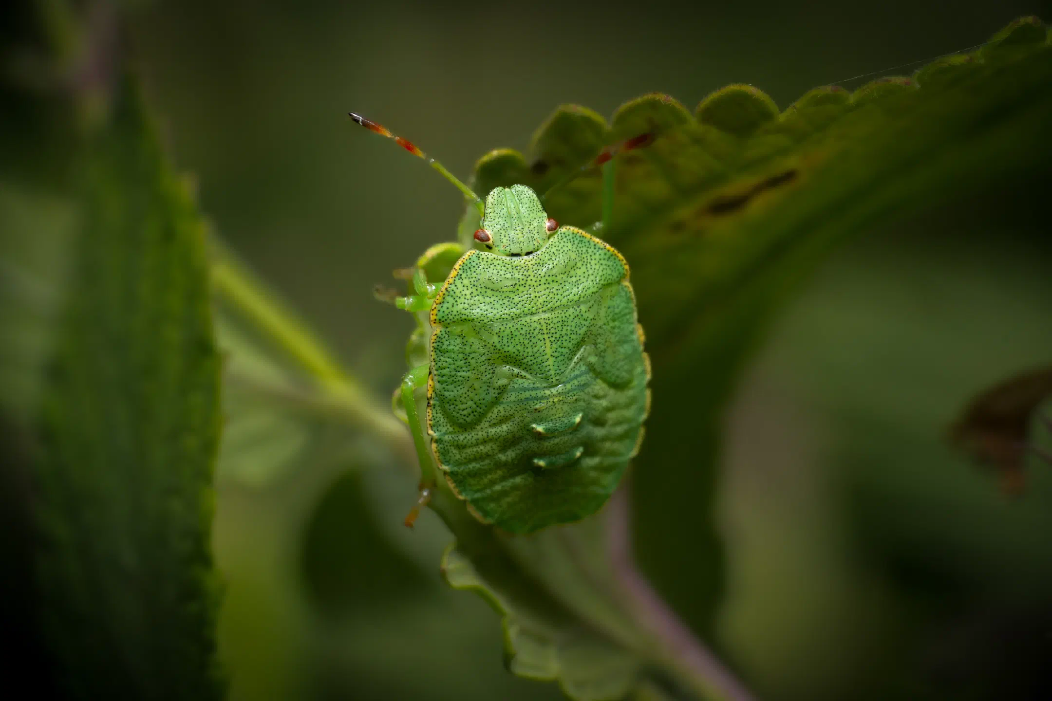 Green Shield Bug | Green Shield Bug