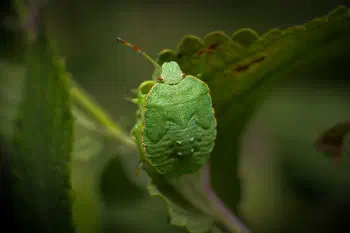 Green Shield Bug