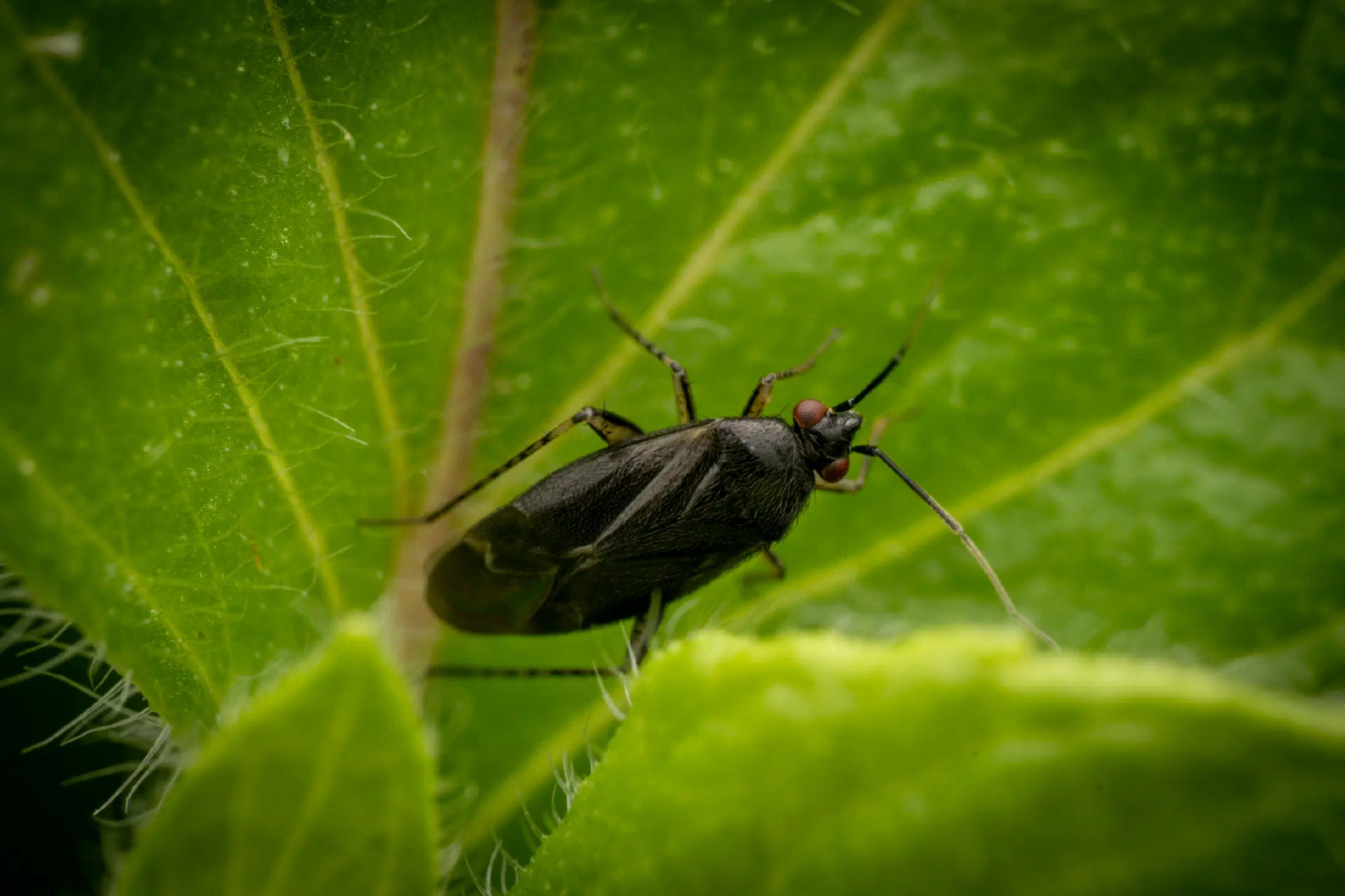 Common Nettle Flower Bug | Common Nettle Flower Bug