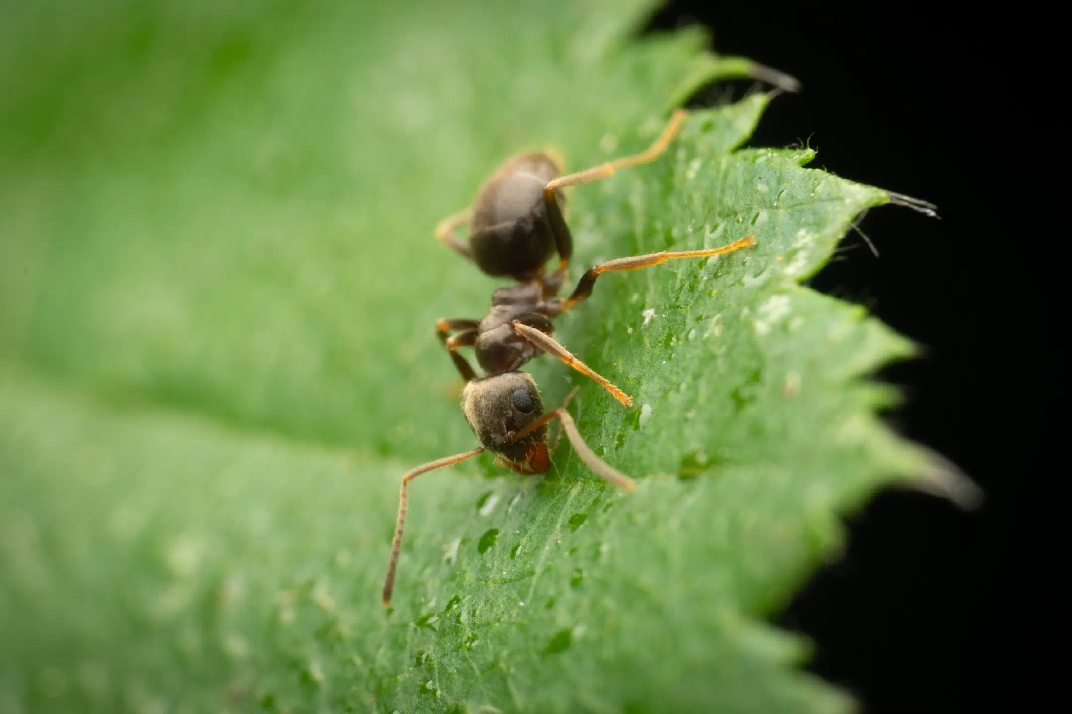 Black Garden Ant | Black Garden Ant