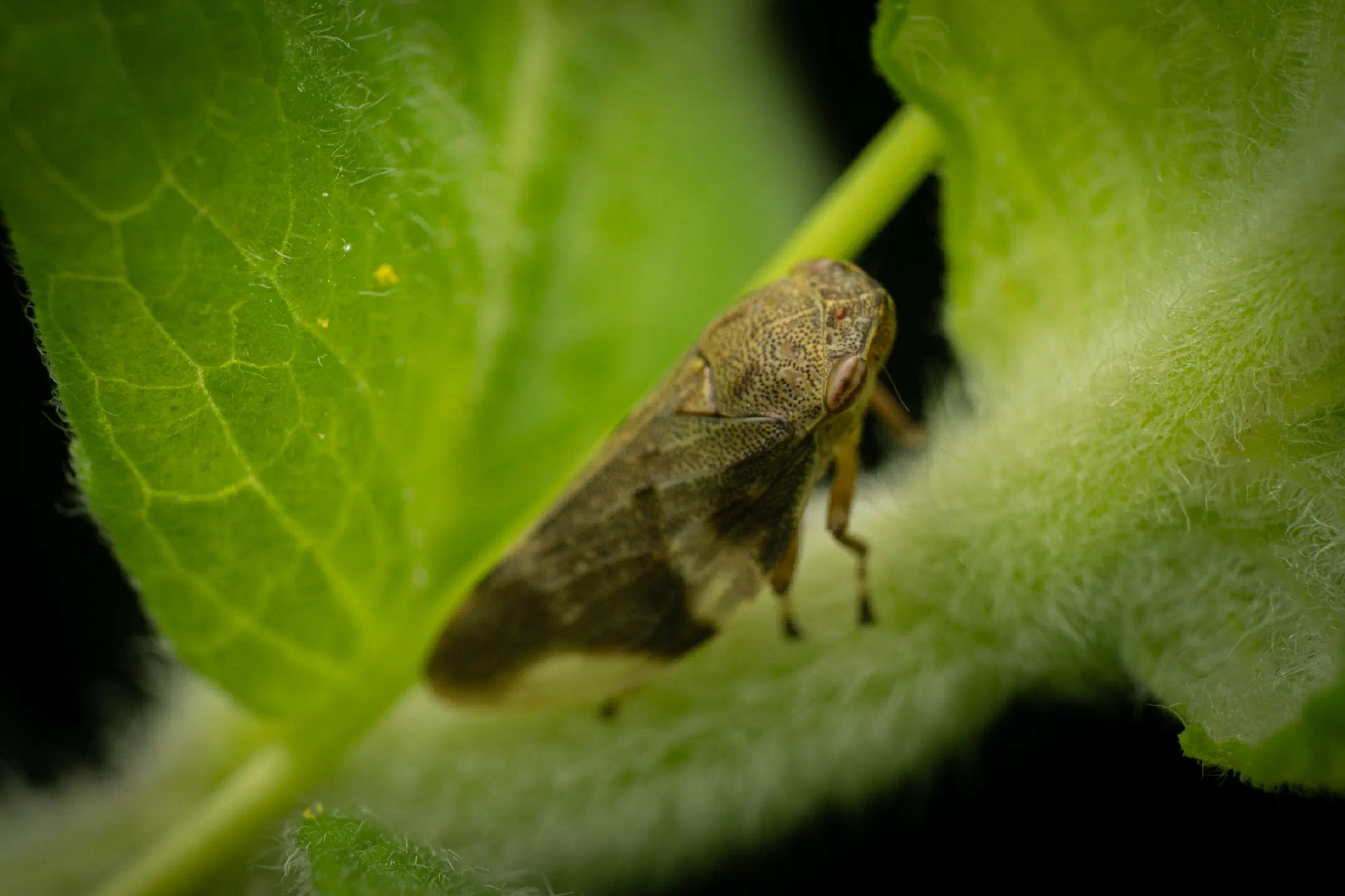 Alder Spittlebug | Alder Spittlebug