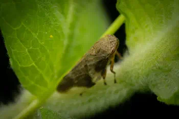 Alder Spittlebug