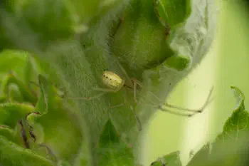 Common candy-striped spider