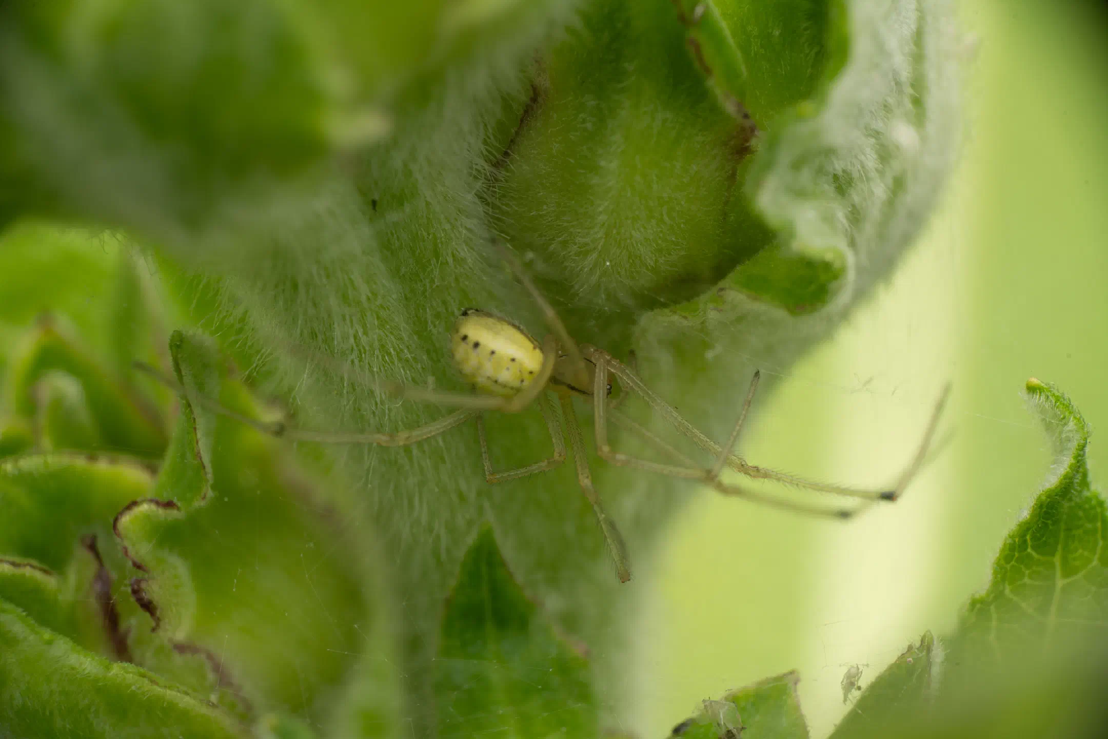 Common candy-striped spider | Common candy-striped spider