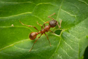 European fire ant
