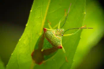Hawthorn Shield Bug