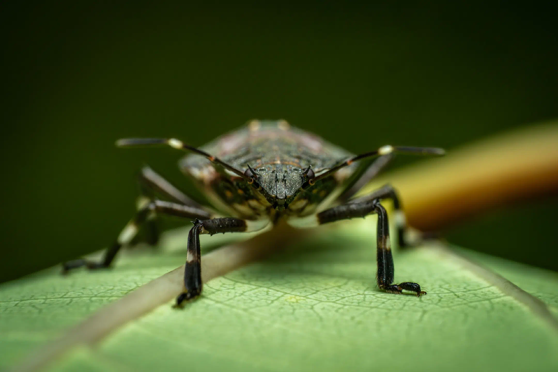 Forest Bug | Forest Bug