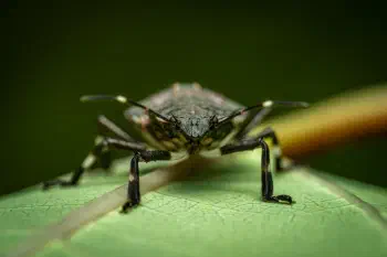 Forest Bug
