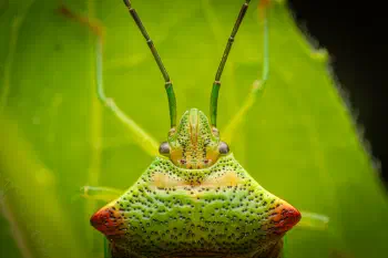 Hawthorn Shield Bug