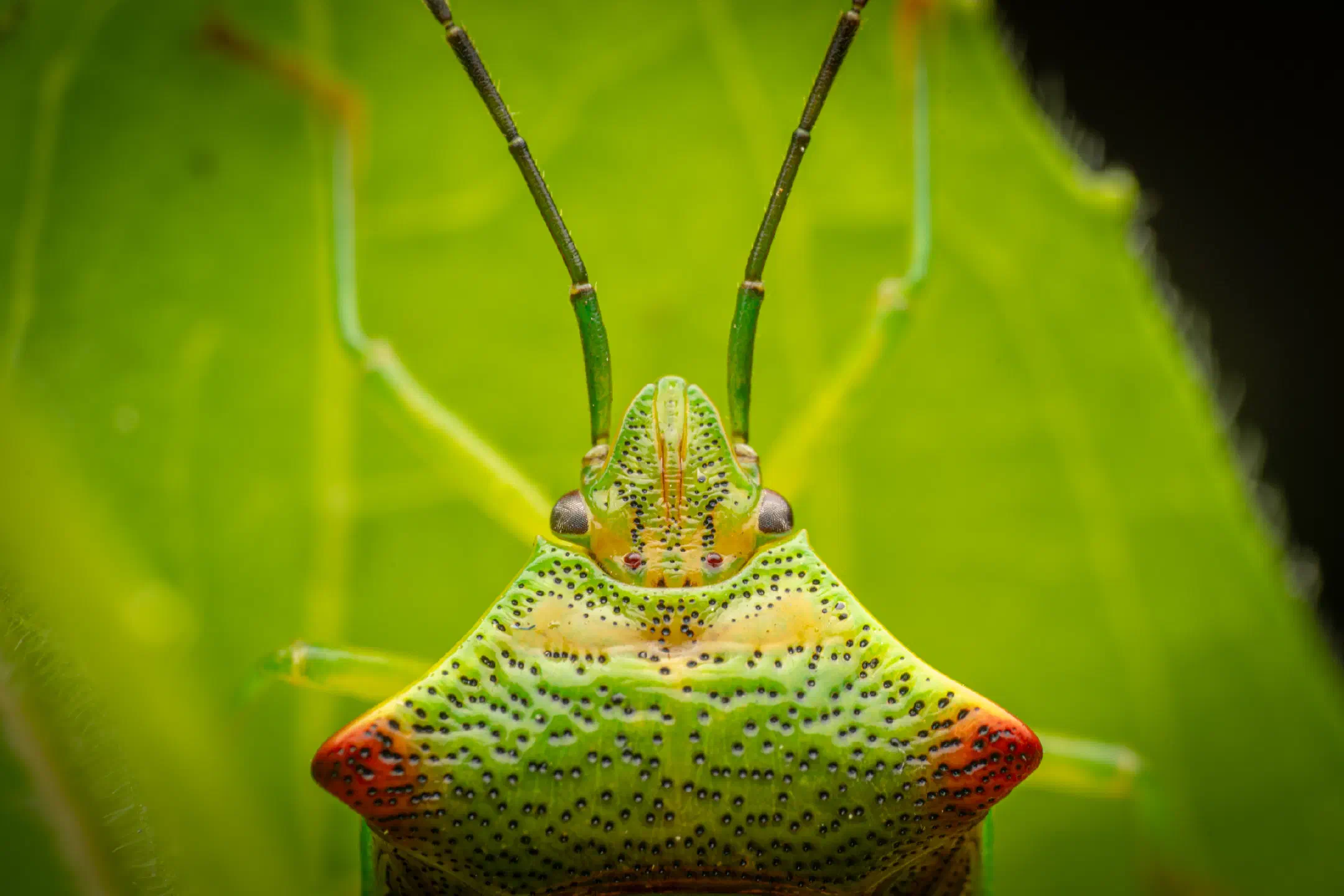 Hawthorn Shield Bug | Hawthorn Shield Bug