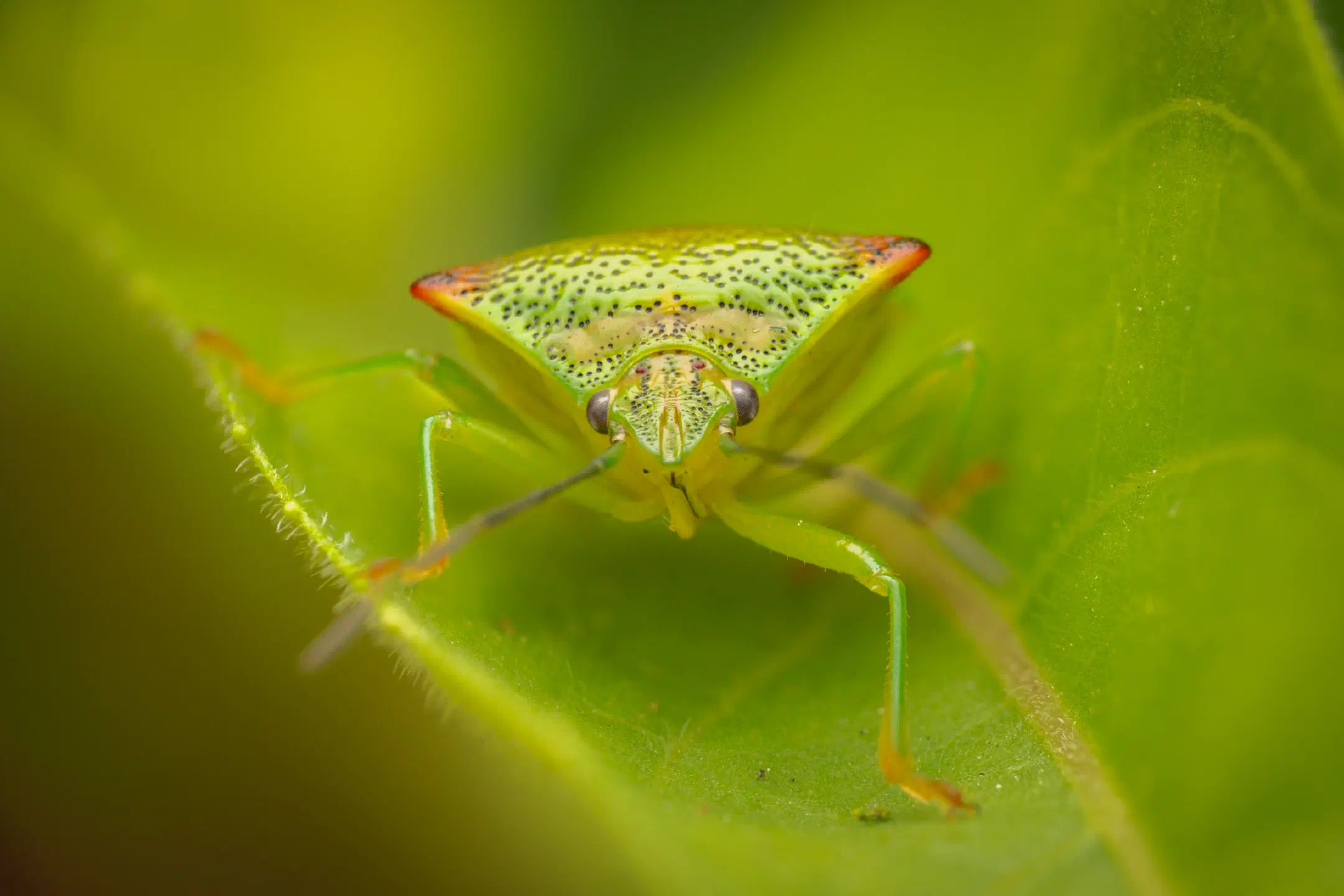 Hawthorn Shield Bug | Hawthorn Shield Bug