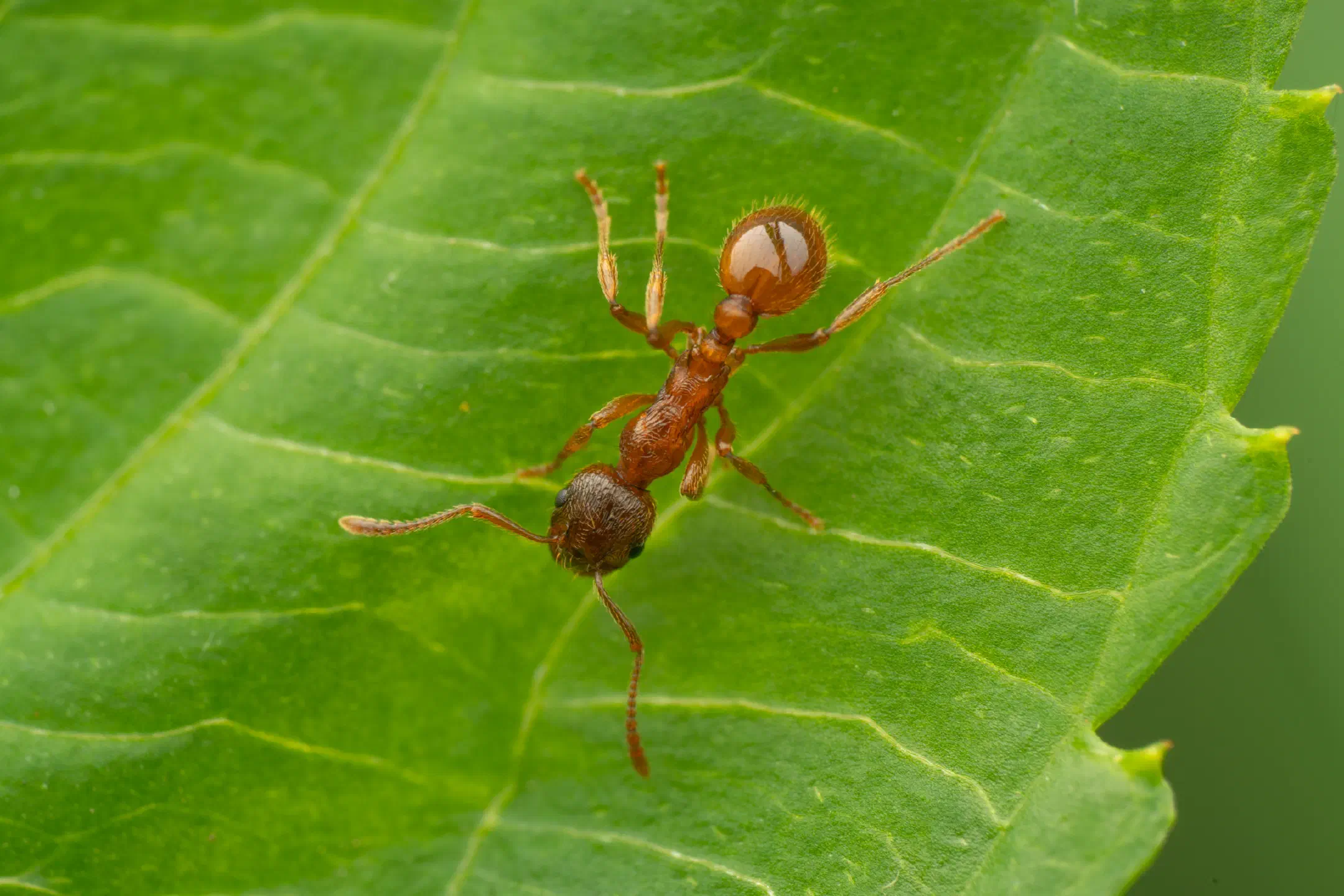 European fire ant | European fire ant