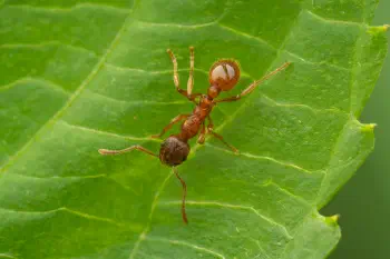 European fire ant