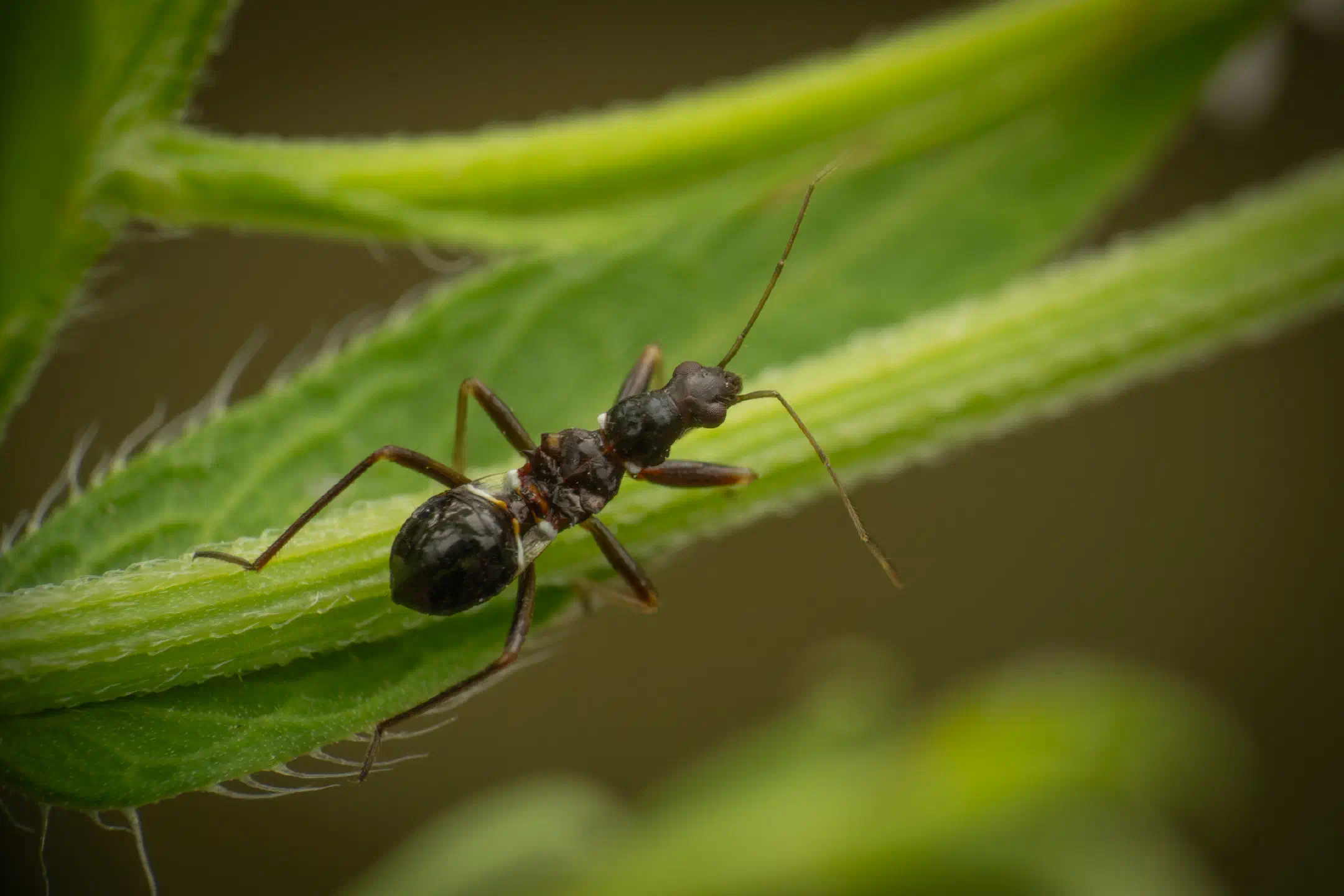 Ant Damselbug | Ant Damselbug