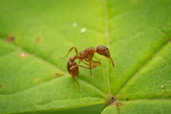 European fire ant