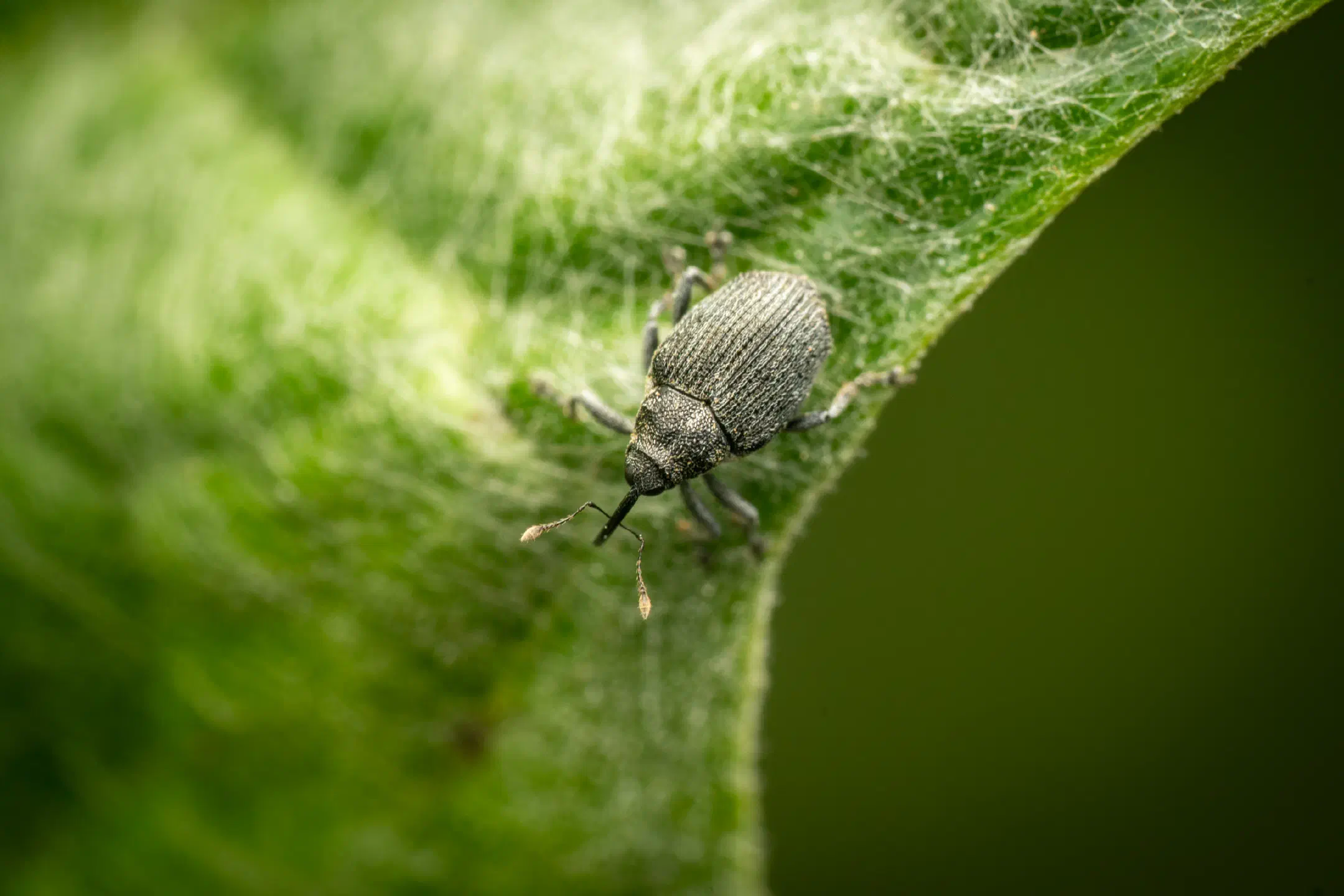Cabbage seed Weevil | Cabbage seed Weevil