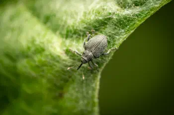 Cabbage seed Weevil