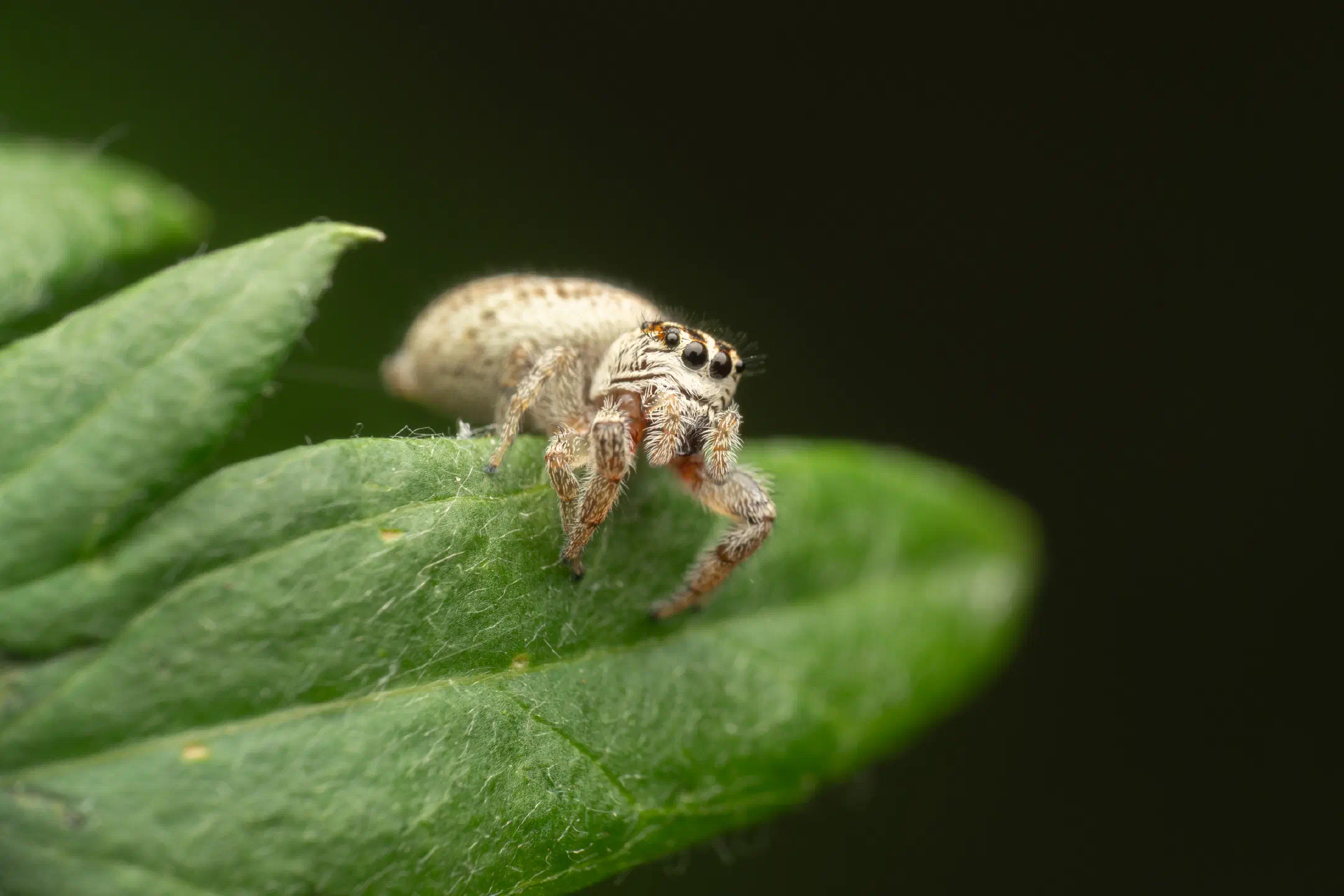 Mile End Jumping Spider | Mile End Jumping Spider
