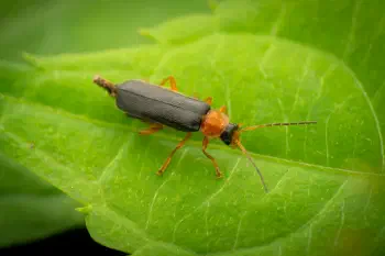 Cantharis pellucida