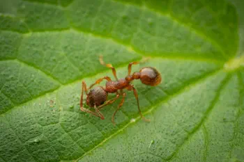 European fire ant