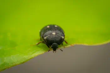 Two-spotted Carpet-beetle