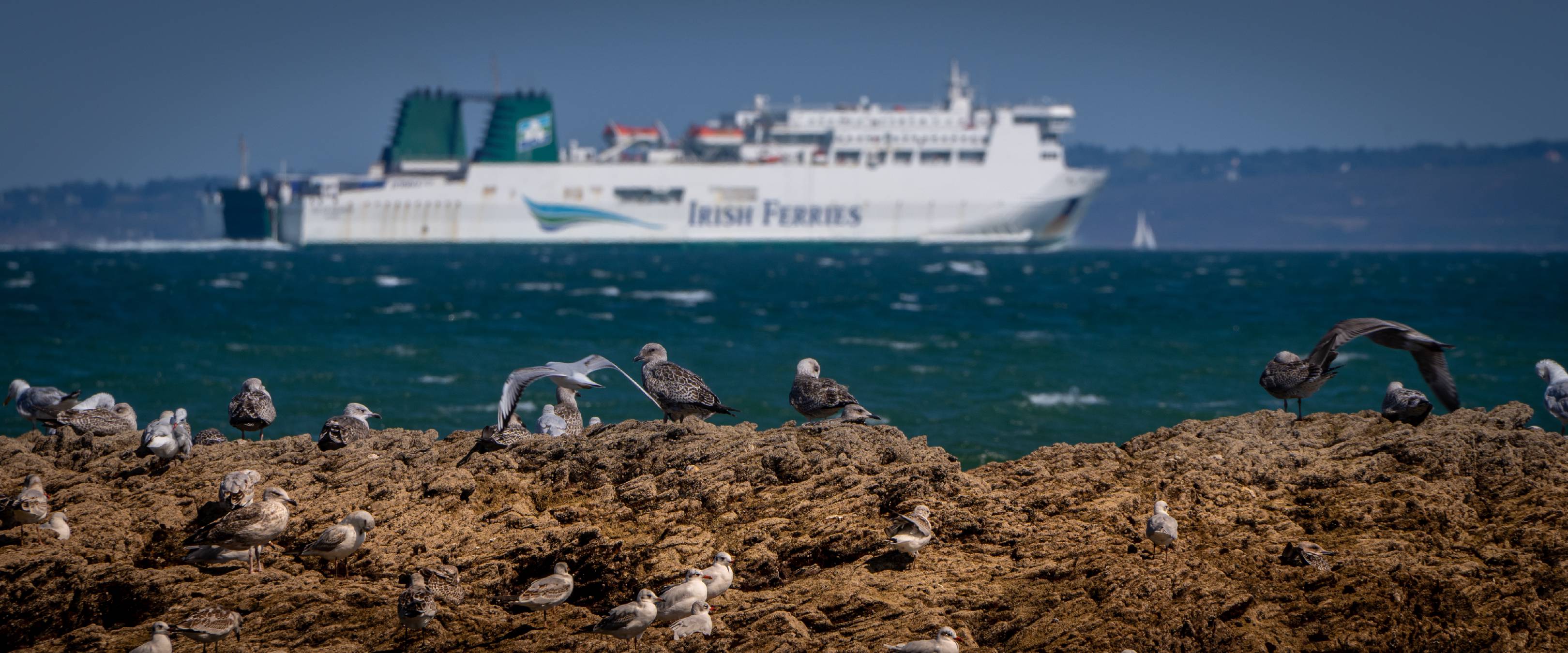 Arriving from Rosslare, Ireland | 1/400s * f11 * ISO 160 * 350mm - E 70-350mm F4.5-6.3 G OSS - Sony α6700 Arriving from Rosslare, Ireland